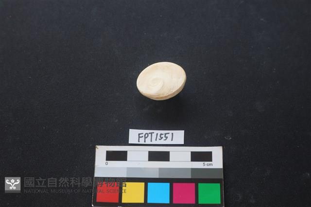 貝殼藏品圖，第2張