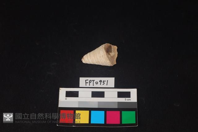 貝殼藏品圖，第2張
