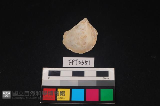 貝殼藏品圖，第2張