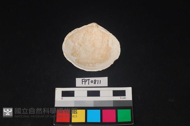 貝殼藏品圖，第2張
