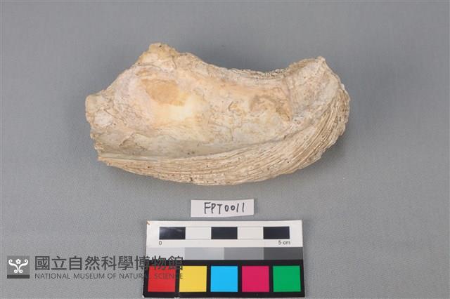 貝殼藏品圖，第2張