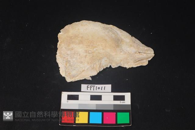 貝殼藏品圖，第2張