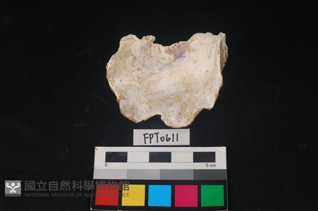貝殼藏品圖，第2張