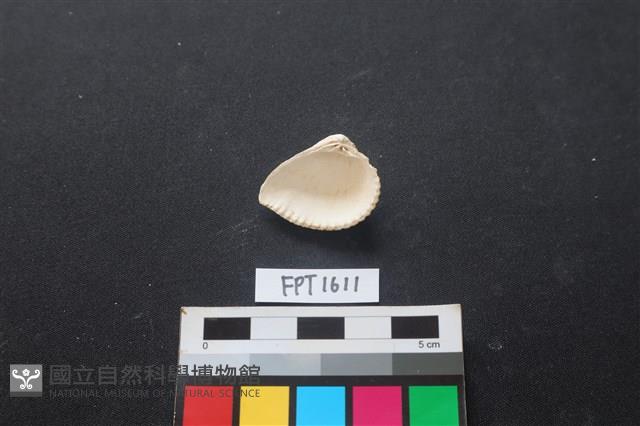 貝殼藏品圖，第2張