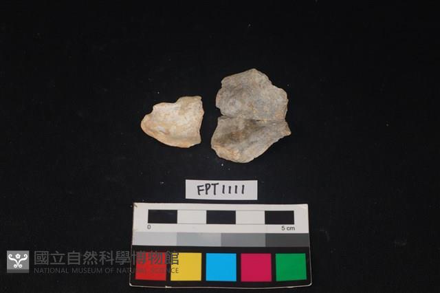 貝殼藏品圖，第2張