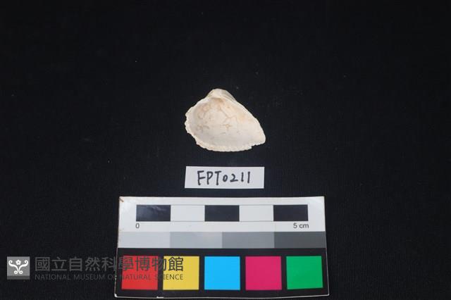 貝殼藏品圖，第2張