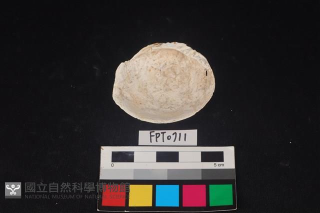 貝殼藏品圖，第2張