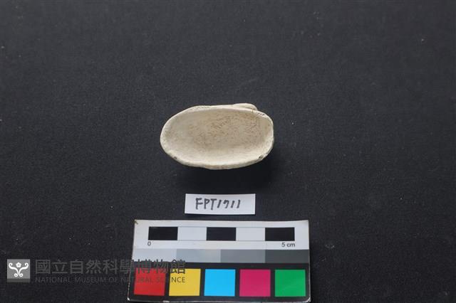 貝殼藏品圖，第2張