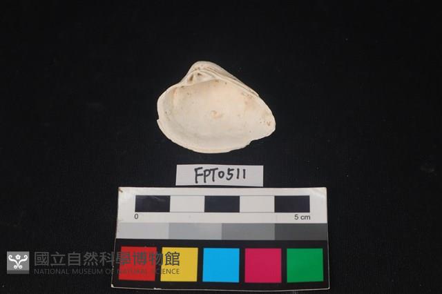 貝殼藏品圖，第2張