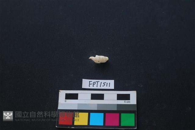 貝殼藏品圖，第2張