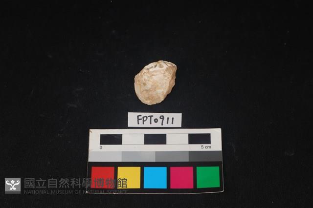 貝殼藏品圖，第2張