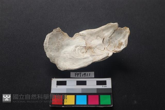 貝殼藏品圖，第2張