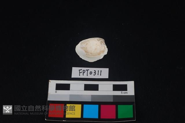 貝殼藏品圖，第2張