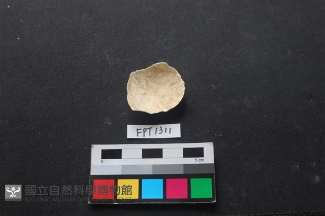 貝殼藏品圖，第2張