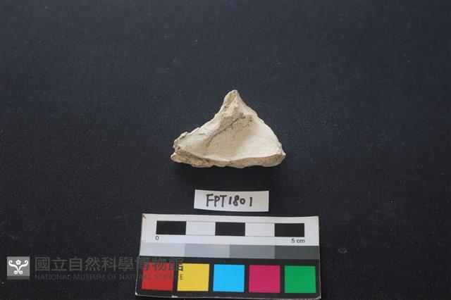 貝殼藏品圖，第2張