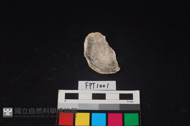 貝殼藏品圖，第2張