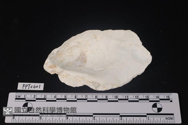 貝殼藏品圖，第2張