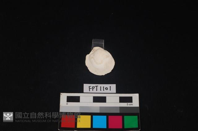 貝殼藏品圖，第2張