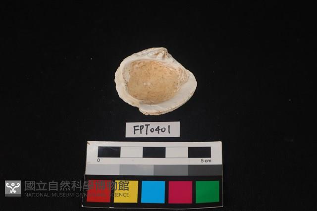 貝殼藏品圖，第2張
