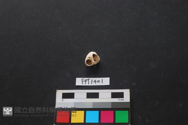 貝殼藏品圖，第2張