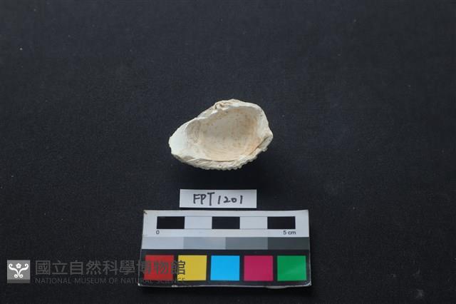 貝殼藏品圖，第2張