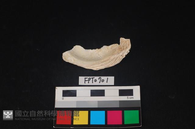 貝殼藏品圖，第2張