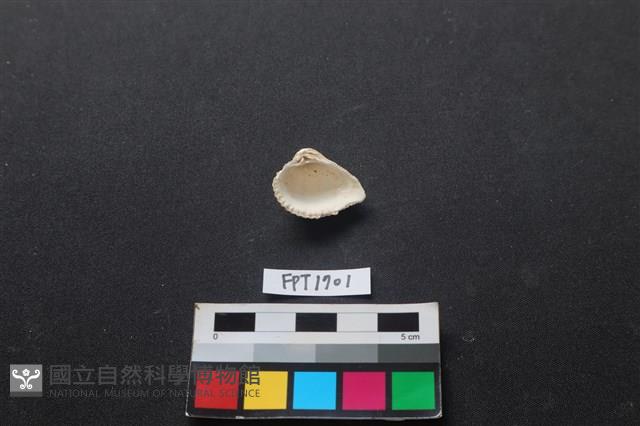 貝殼藏品圖，第2張