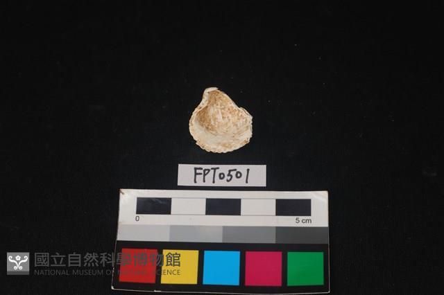 貝殼藏品圖，第2張