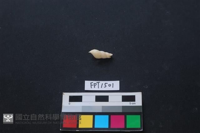 貝殼藏品圖，第2張