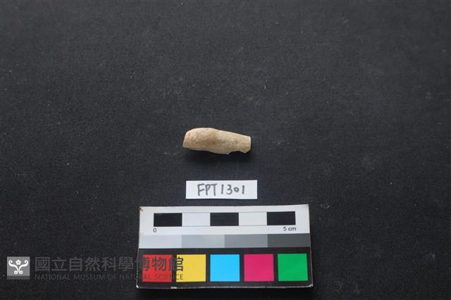 貝殼藏品圖，第2張