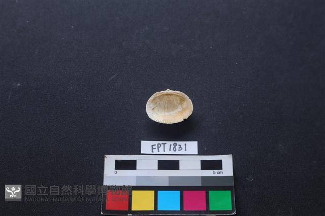 貝殼藏品圖，第2張