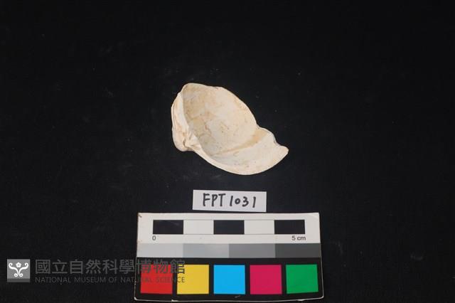 貝殼藏品圖，第2張