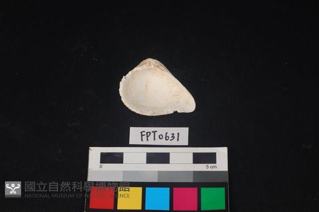 貝殼藏品圖，第2張