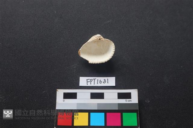 貝殼藏品圖，第2張