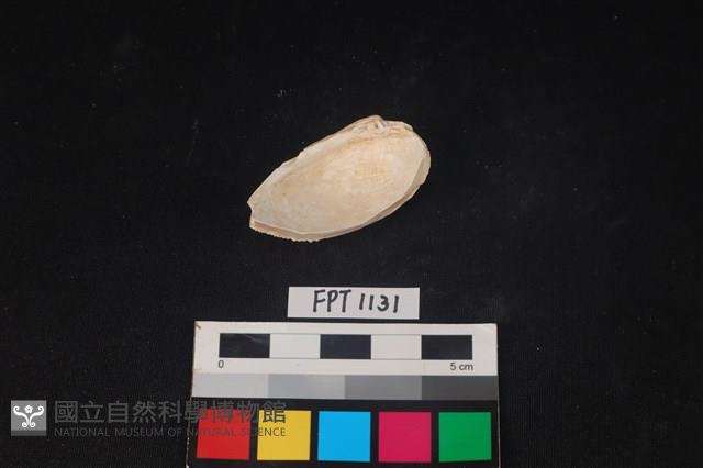 貝殼藏品圖，第2張