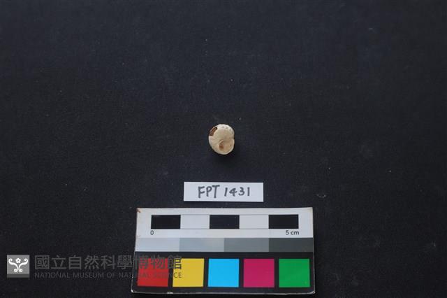 貝殼藏品圖，第2張