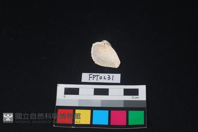 貝殼藏品圖，第2張