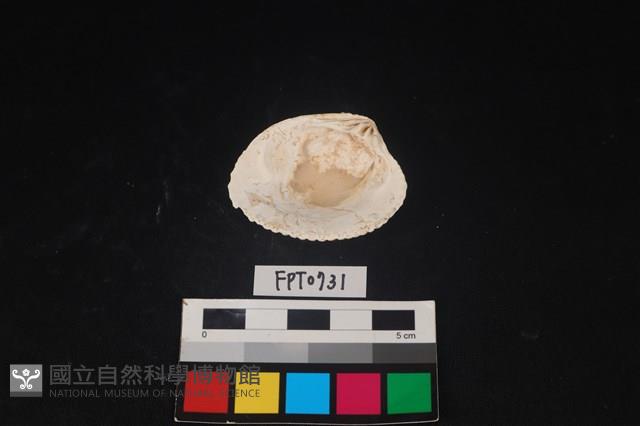 貝殼藏品圖，第2張