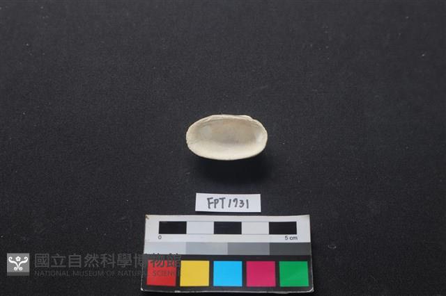貝殼藏品圖，第2張
