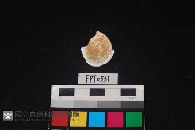 貝殼藏品圖，第2張