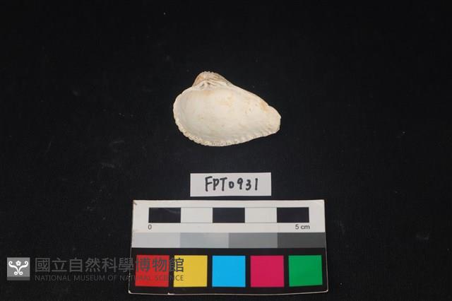 貝殼藏品圖，第2張