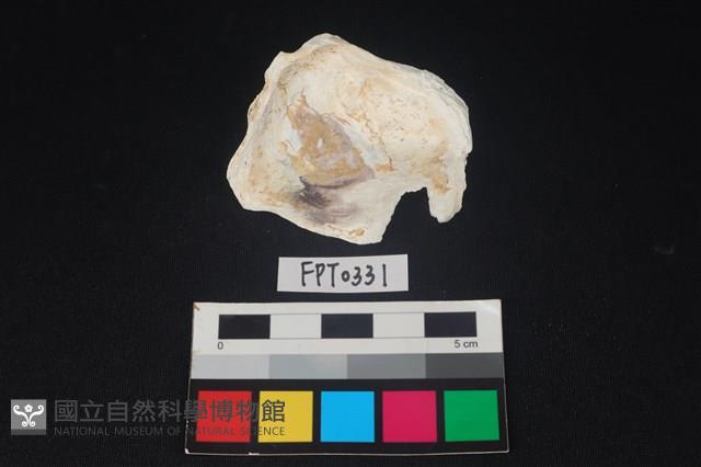 貝殼藏品圖，第2張