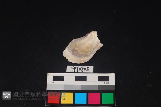 貝殼藏品圖，第2張