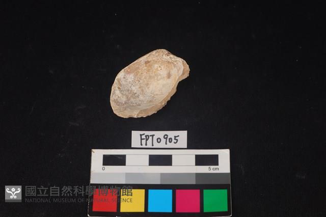 貝殼藏品圖，第2張