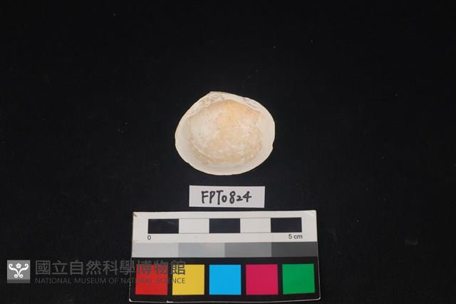貝殼藏品圖，第2張