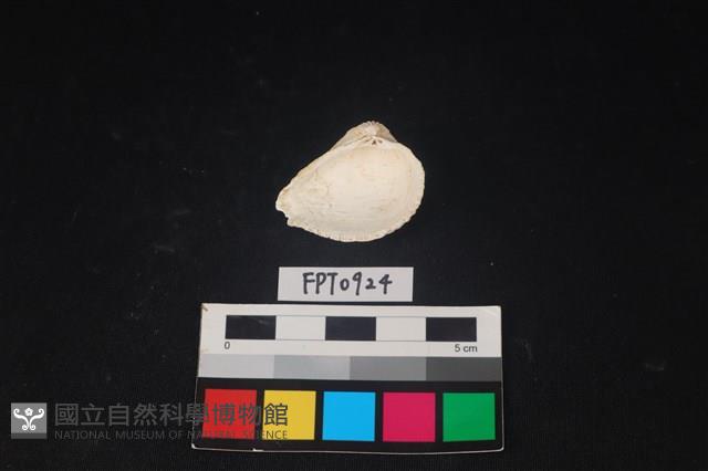 貝殼藏品圖，第2張