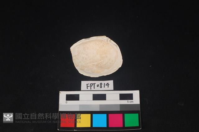 貝殼藏品圖，第2張