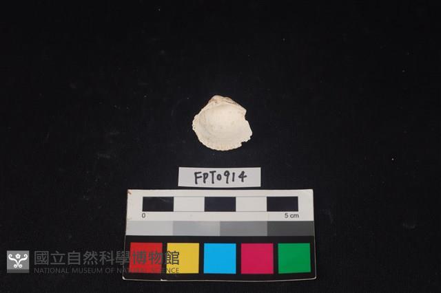 貝殼藏品圖，第2張
