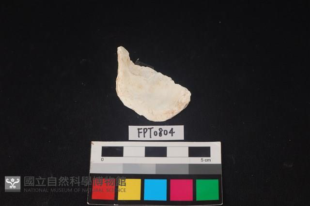 貝殼藏品圖，第2張
