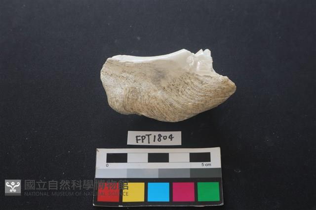 貝殼藏品圖，第2張